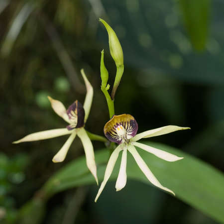 Encyclia Green Hornetの写真素材