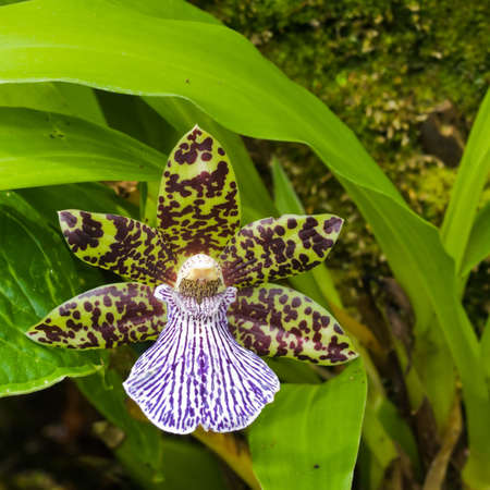 Exotic Orchidの写真素材