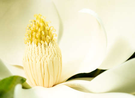 Magnolia Grandifloraの写真素材