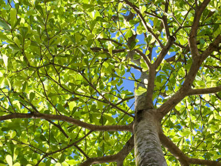 Under a Leafy Treeの写真素材