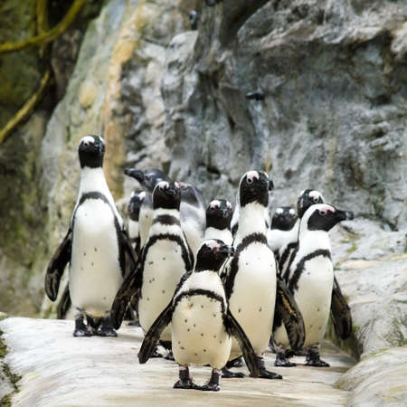 Penguin Paradeの写真素材