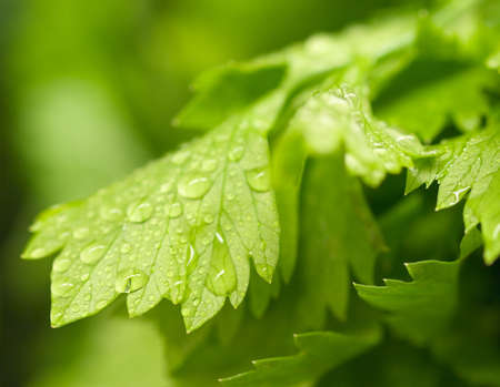 Cilantroの写真素材