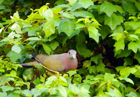 Green Pigeon Building Nestの写真素材