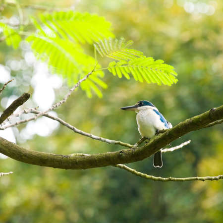 White Throated Kingfisherの写真素材