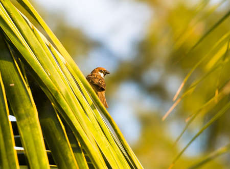 Sparrow on Palm Tree at Sunrise