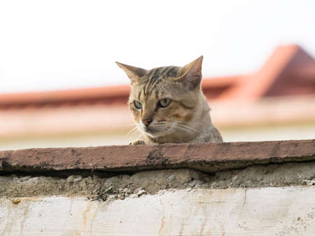 Cat on Roofの写真素材