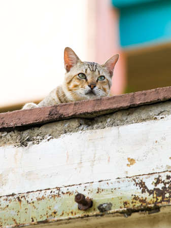 Urban Tigerの写真素材