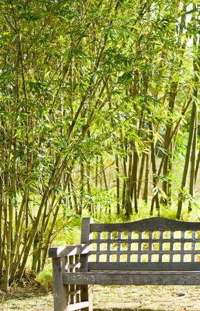 Bench in Bamboo Groveの写真素材