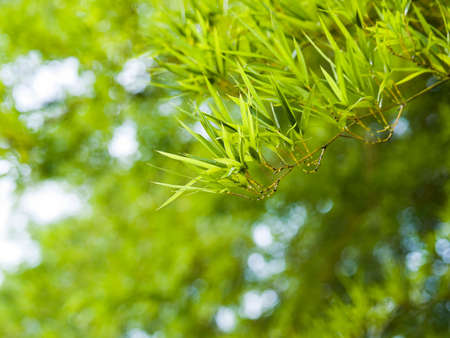 Bamboo Leavesの写真素材