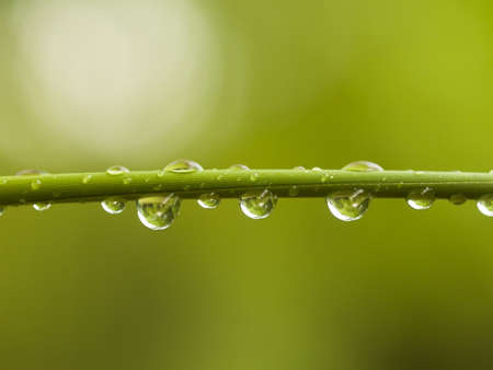 Water Drops on Bamboo Shootの写真素材