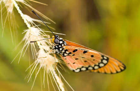 Cold Bloodedの写真素材