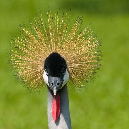 Bad Hair Dayの写真素材