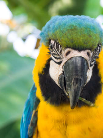 Gold and Blue Macawの写真素材