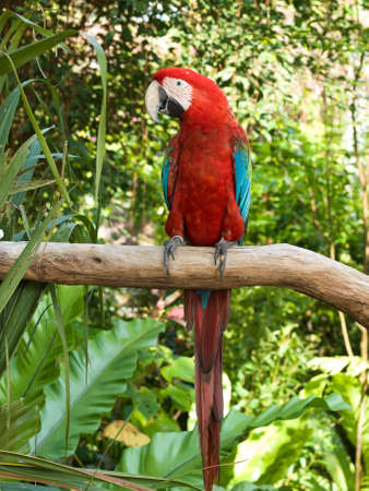 Scarlet Macawの写真素材