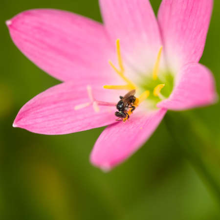 Stingless bee Foraging in Pink Lilyの写真素材