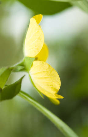 Yellow Flowerの写真素材