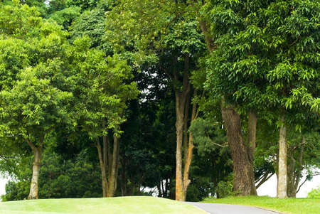 Treesの写真素材