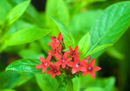 Red Star Shaped Flowersの写真素材