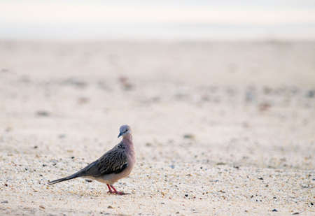 Turtle Dove on Beachの写真素材