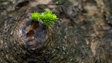 Robustnessの写真素材