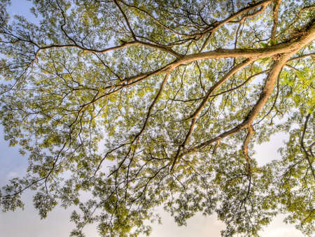 Large Tree's Canopyの写真素材