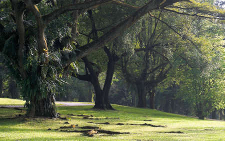 Large Old Treesの写真素材