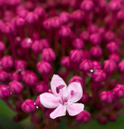 First Bornの写真素材