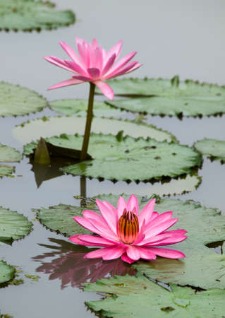 Water Liliesの写真素材