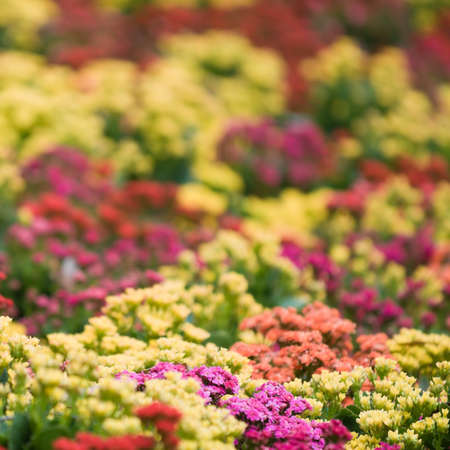 Flowers as far as the Eye can Seeの写真素材