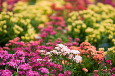 Flowers Flowers Flowersの写真素材