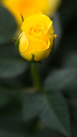 Yellow ROseの写真素材