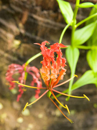 Fire Lilyの写真素材