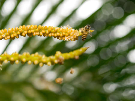 Bee Foraging Hungrily on Freshly Bloomed Palm Flowers