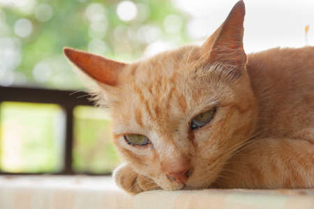 An orange catの写真素材