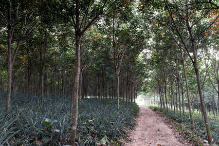 Nong Ya Plong, Phetchaburi, Thailandの写真素材