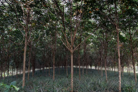 Nong Ya Plong, Phetchaburi, Thailand