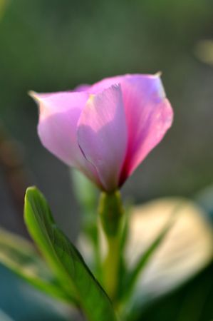 Close up 11の写真素材