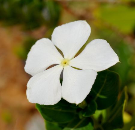 Flower star five White colorの写真素材