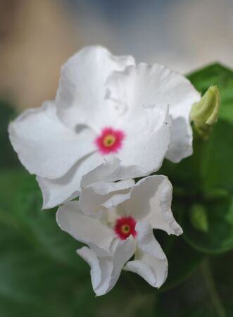 Tow Flower star five-white colorの写真素材