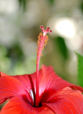 Close Up Red Flower  with Blur Backgroundの写真素材