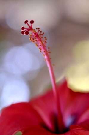 Close Up Red Flower  with Blur Backgroundの写真素材