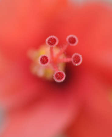 Red Flower with blur Red Backgroundの写真素材
