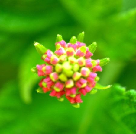 Pink Yellow Flowerの写真素材
