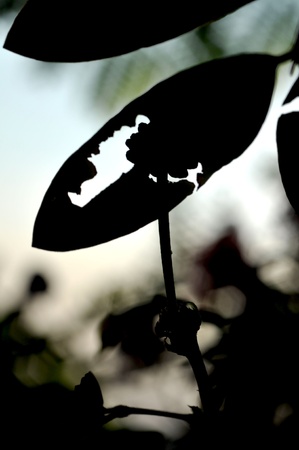 Silhouette Leaves And Plantの写真素材