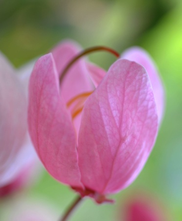 Big Close Up Pink Flowerの写真素材
