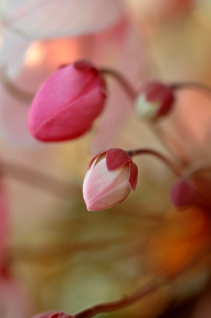 Pink and White Flowerの写真素材