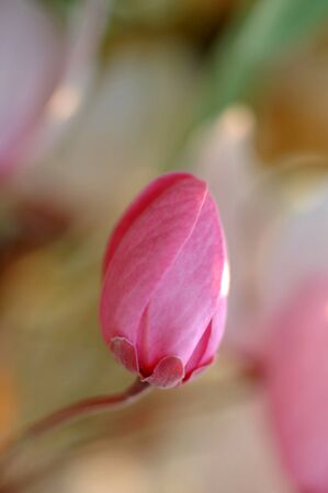 Pink Flowerの写真素材