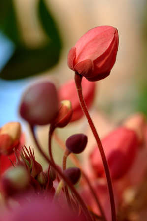 Red and White Flowerの写真素材