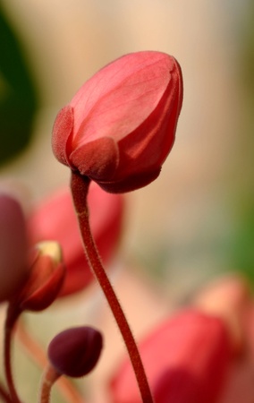 Red and White Flowerの写真素材
