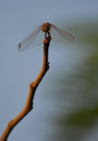 Small Bird Brown branchの写真素材